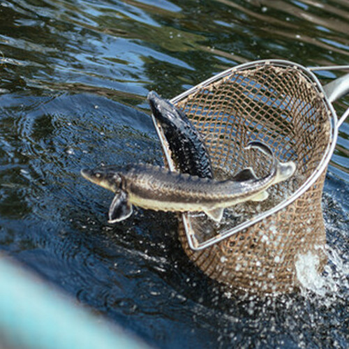 зображення осетрова ферма